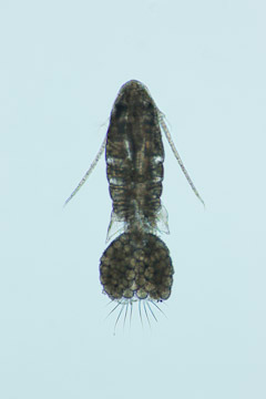 p001.png(45623 byte)