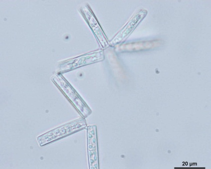 p007.png(130541 byte)