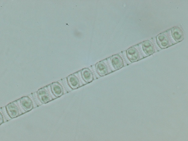 p008.png(71550 byte)